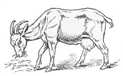 Soft ground and accessible feed are helpful for healing a broken goat leg, but some injuries still might require a cast.